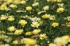 Forde Abbey Gardens, Chard