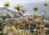 Los Gigantes, Tenerife