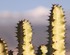 Las Galletas, Tenerife