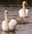 Shropshire Union Canal