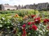 Forde Abbey Gardens, Chard
