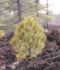 National Park El Teide, Tenerife