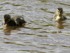 Shropshire Union Canal