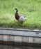 Shropshire Union Canal