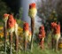 Forde Abbey Gardens, Chard