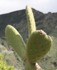 Anaga Ridge, Tenerife