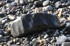 Kimmeridge Bay, Purbeck Heritage Coast