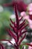 Forde Abbey Gardens, Chard